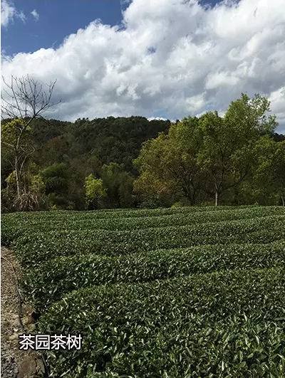 白茶茶园茶树