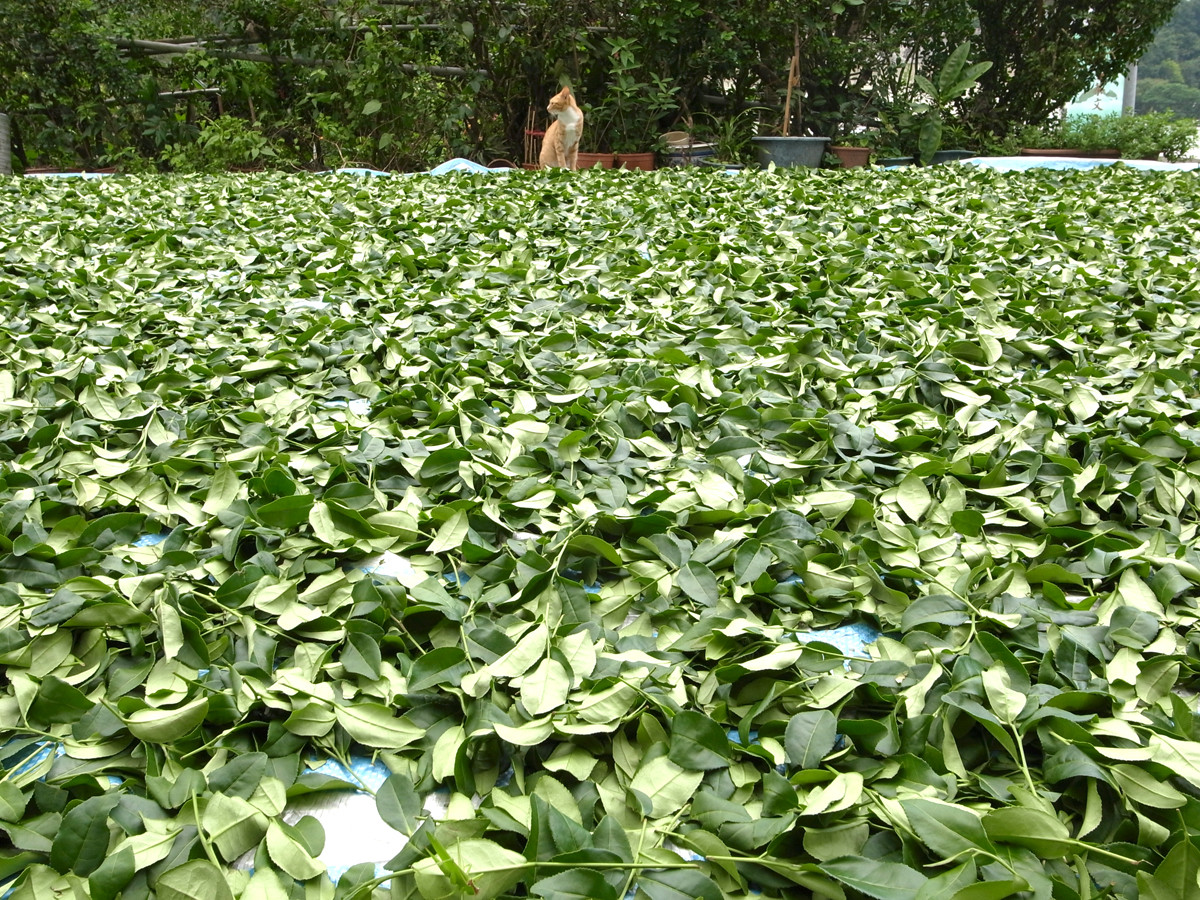 金骏眉茶叶价格