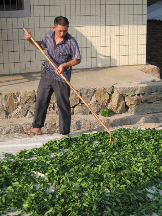 铁观音茶叶价格