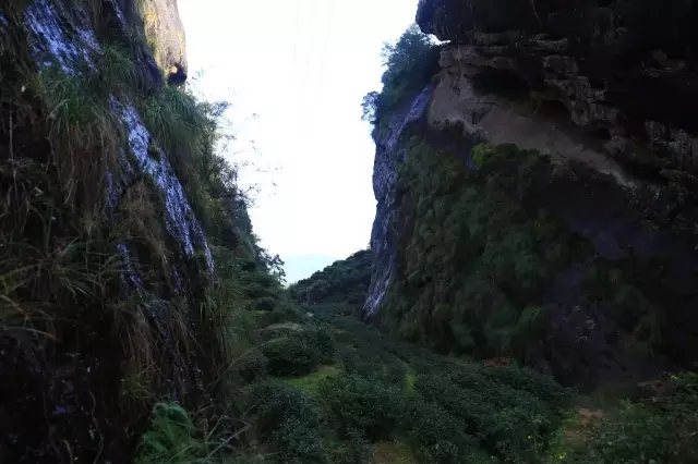 武夷岩茶正岩半岩外山的区别