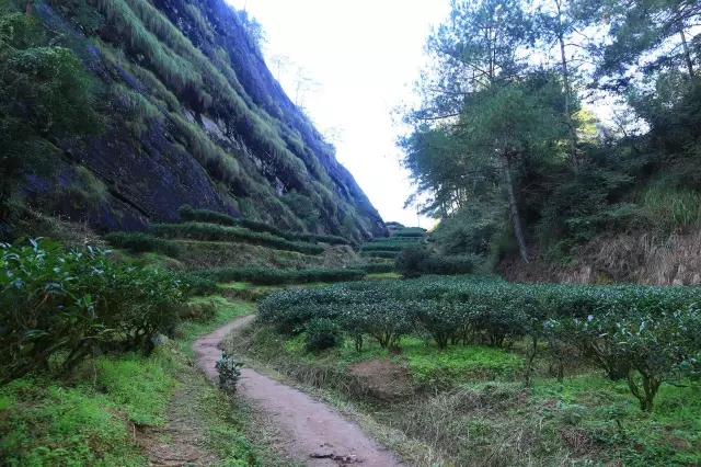 武夷岩茶按产地划分为正岩、半岩和洲茶