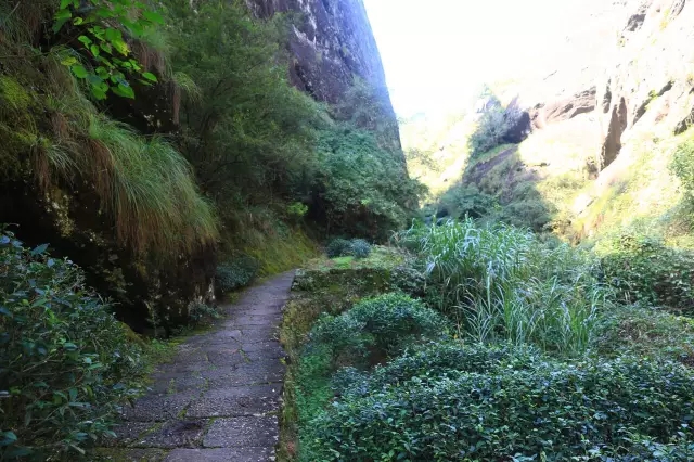 武夷岩茶的正岩半岩洲茶