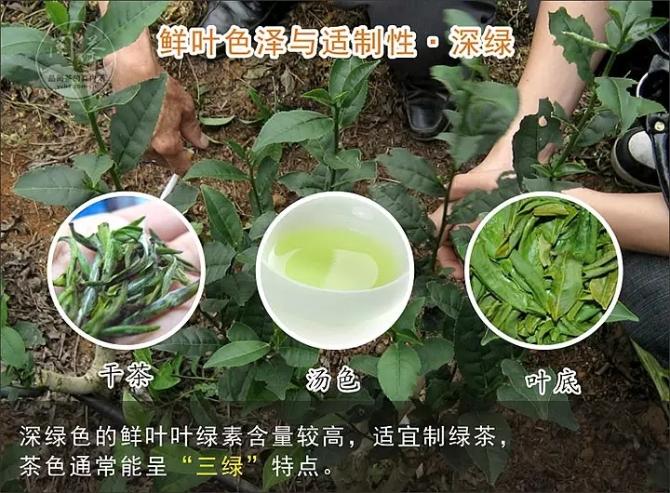 怎么根据茶泡出来的颜色判别茶的好坏呢