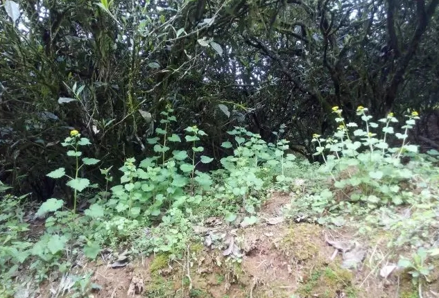 老枞茶叶价格