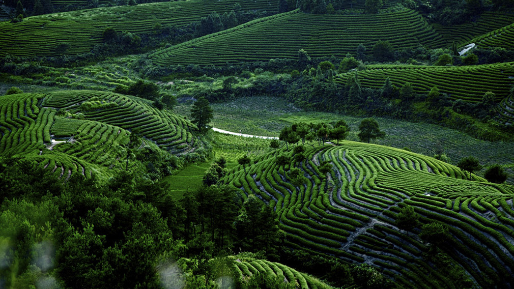 大红袍茶园