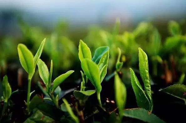 茶叶