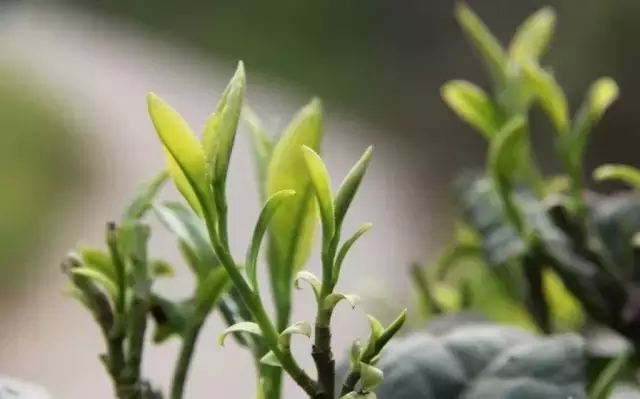 茶芽