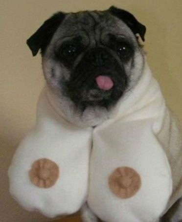 好狗