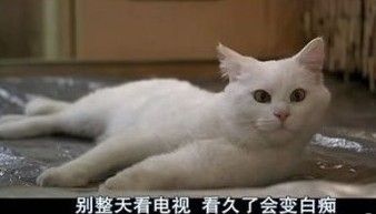 喵了个咪